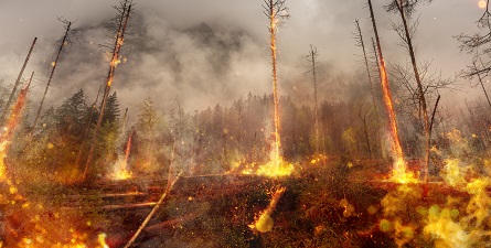 森林火災のイメージ