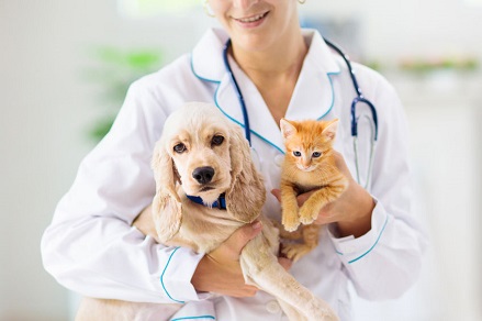 動物医療のイメージ