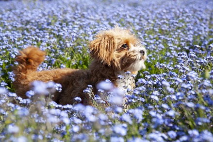 犬のイメージ