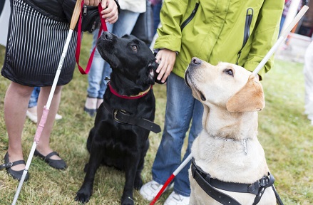 盲導犬育成支援のイメージ